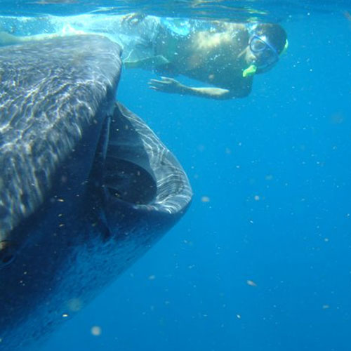 Snorkeling