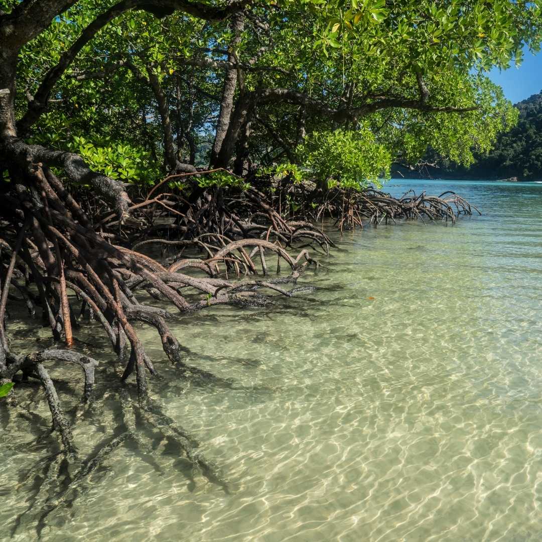 Mangrove Safari