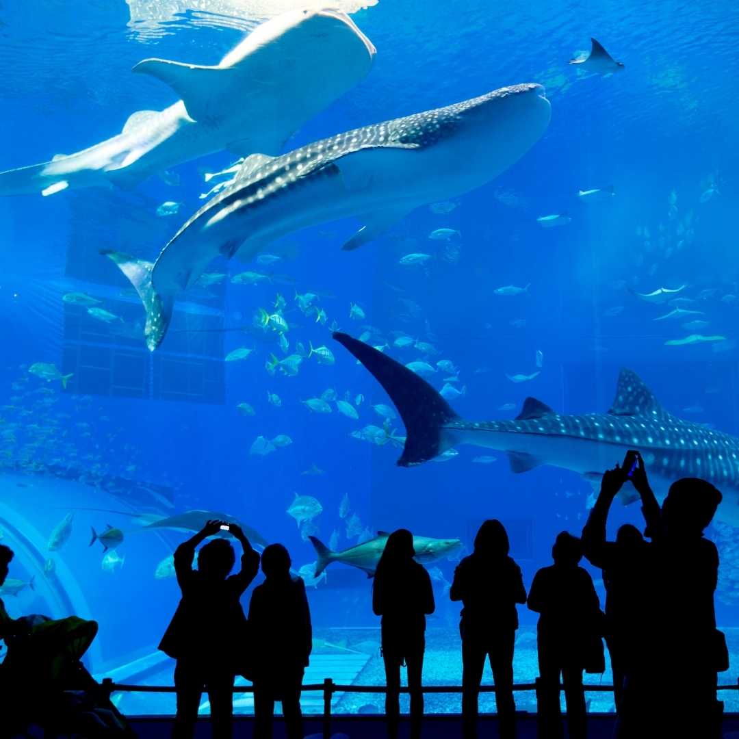 Sea Aquarium